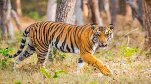 Create Memories With Ranthambore Tiger Sighting Experiences